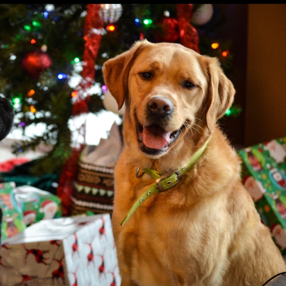 Meet your Posher, Bri